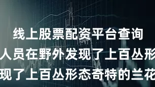 线上股票配资平台查询官网工作人员在野外发现了上百丛形态奇特的兰花